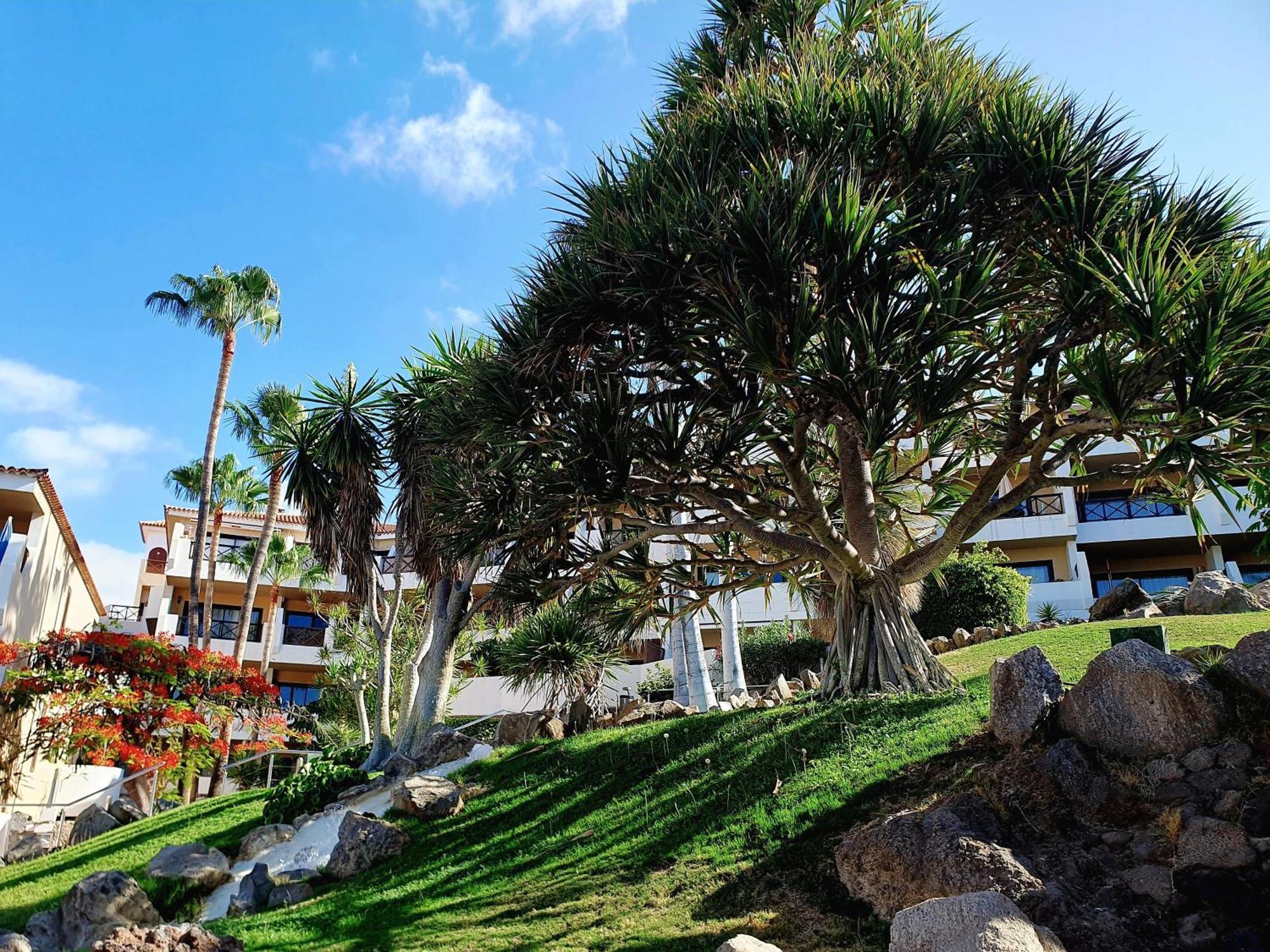 Spacious Apartment With Private Garden In Tenerife South ซานมิเกลเดียโบนา ภายนอก รูปภาพ